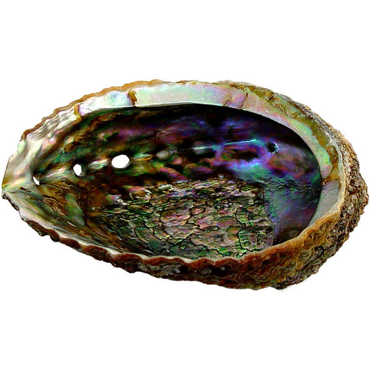 Smudging - Abalone Shell (Assorted Size) 4" - 6.5"