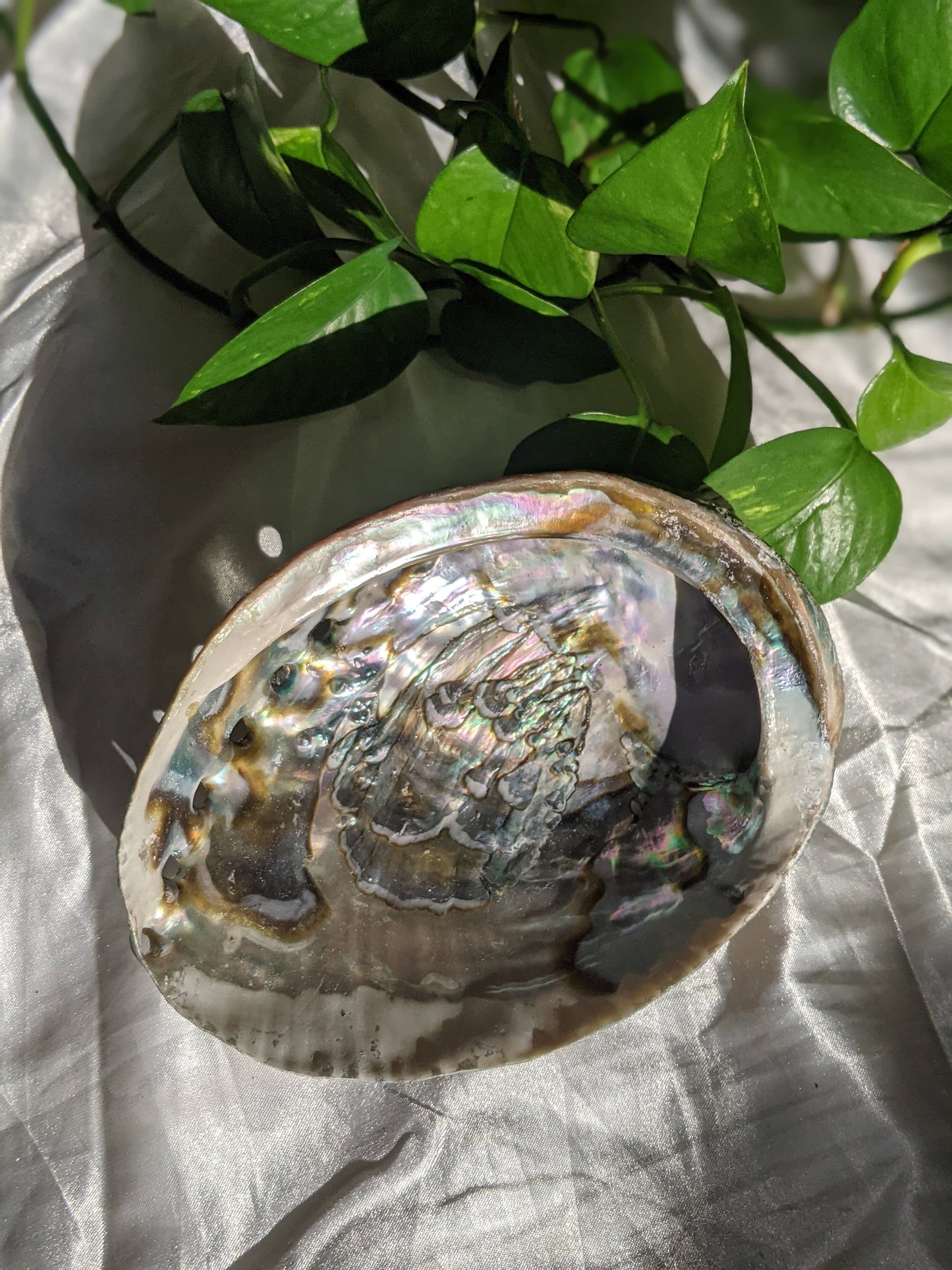 Abalone Shells 3"-4"