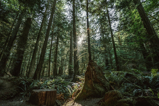 Wapiti Woodland Essence: Bringing the Spirit of the Woodland Into Everyday Life